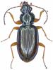 Bembidion decorum
